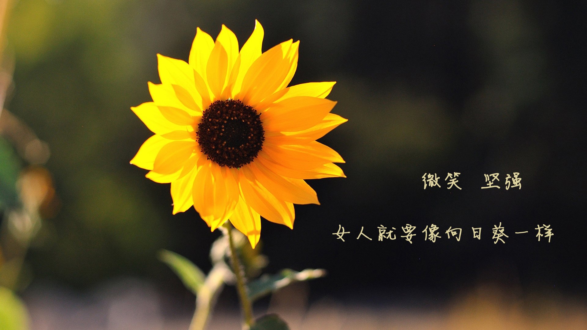 终场哨前的桑巴狂想，皇马绝地逆转曼城