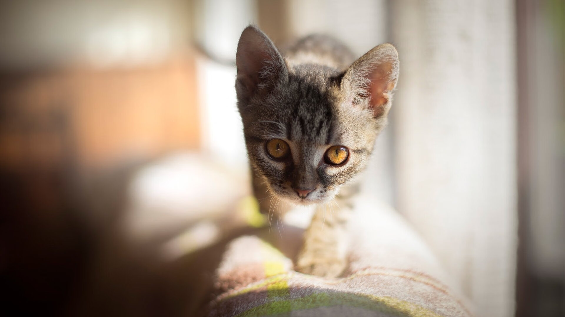 世纪对决的余韵,当恩比德的天神下凡遇上森林狼的怒吼