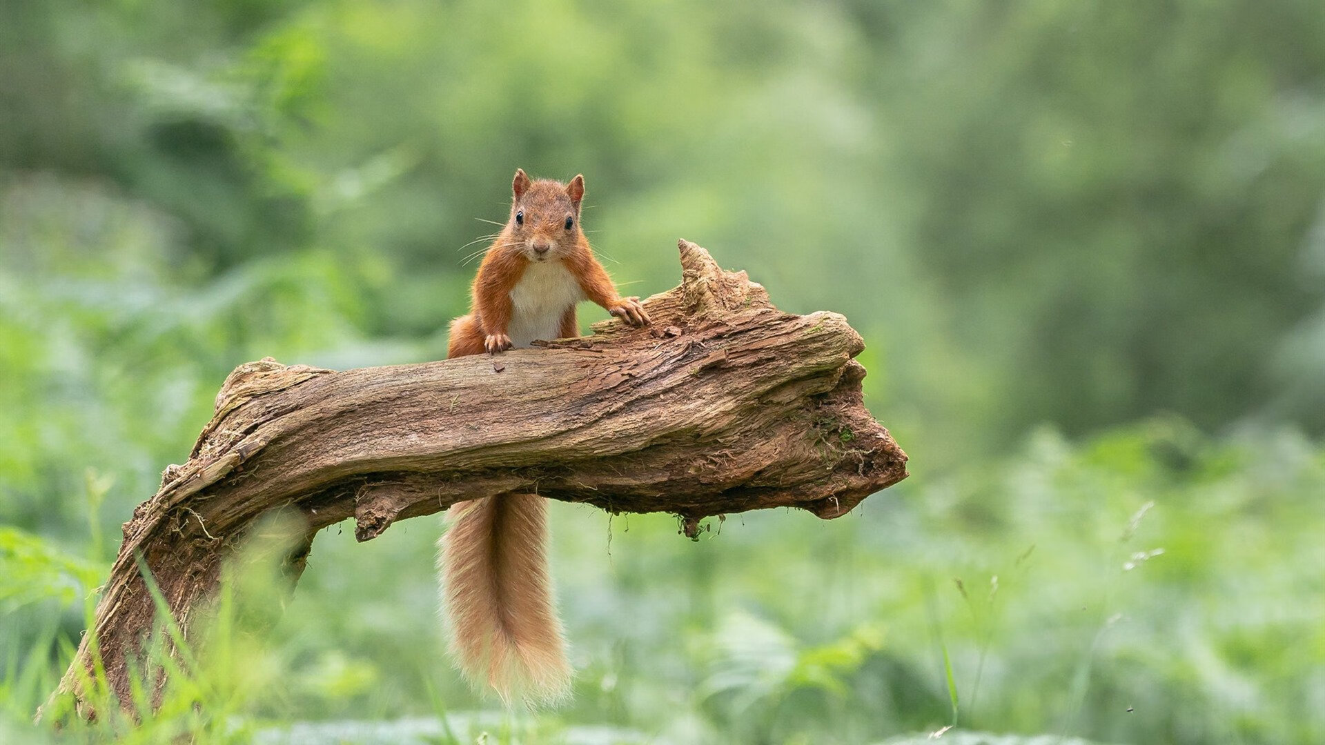 雷火电竞合作-当世界被折叠进他的禁区，美加墨世界杯之夜，小贾伦以垂直统治力重写纪录