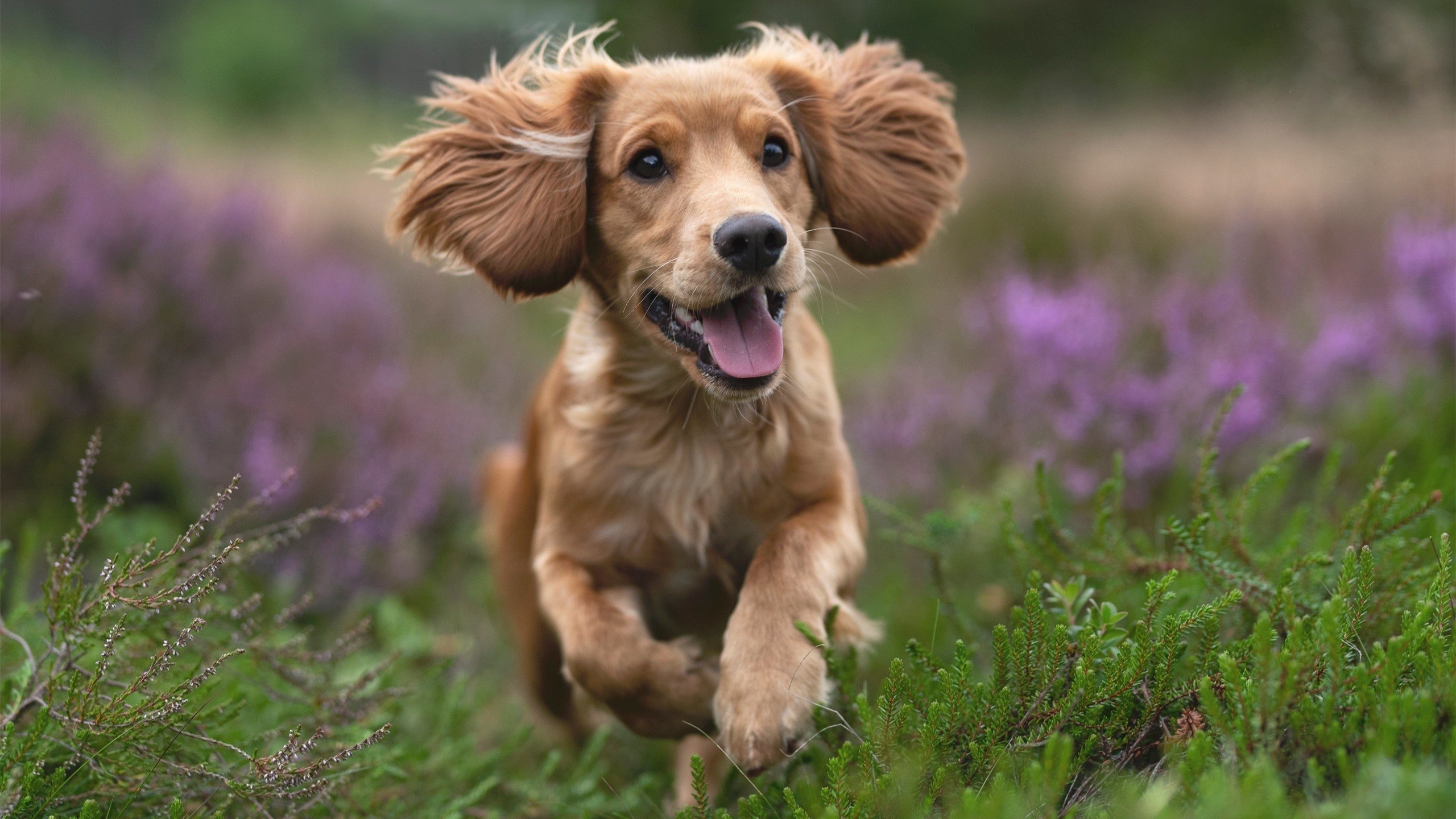 时空裂缝中的绿茵场,当AC米兰遇上委内瑞拉,马丁内利为何连续洞穿国境线?