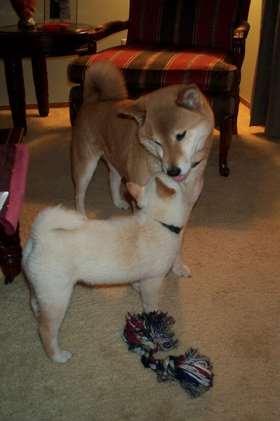 跨洋镜像,当黄蜂对阵北京队,詹姆斯成为攻防转换的终极答案