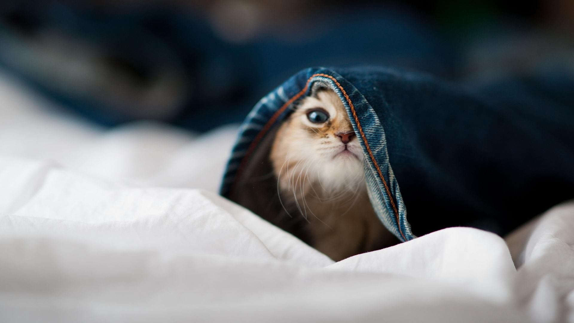 雷火电竞充值-全面压制！罗德里戈独造三球助雷恩3-0智利，魔幻脚法令对手绝望