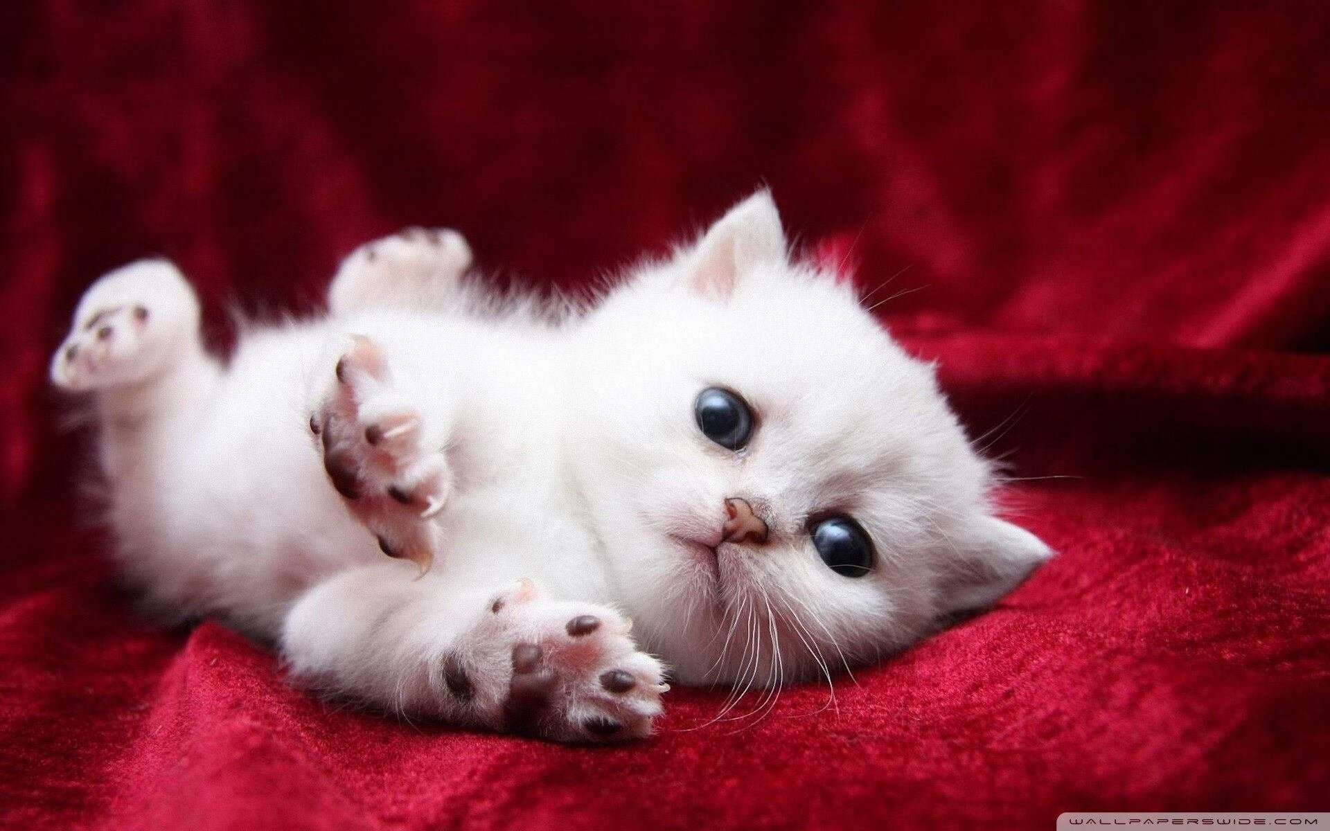 奇幻夜上演，西亚卡姆如觉醒巫师，魔术主场力擒勇士巨龙