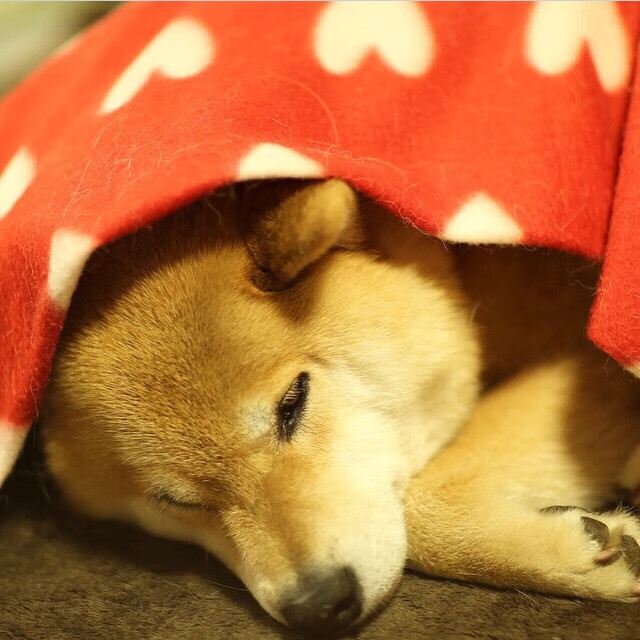 当比利时对阵切尔西,阿拉巴那一脚,是一幅超现实主义油画的最后一道神谕