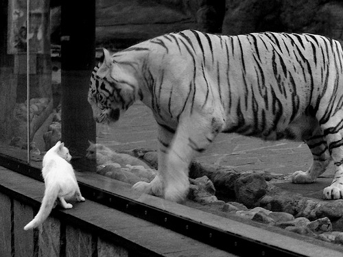 时空交错的黑马传奇,深圳队跨界击溃猛龙,NBA季后赛掀起东方风暴