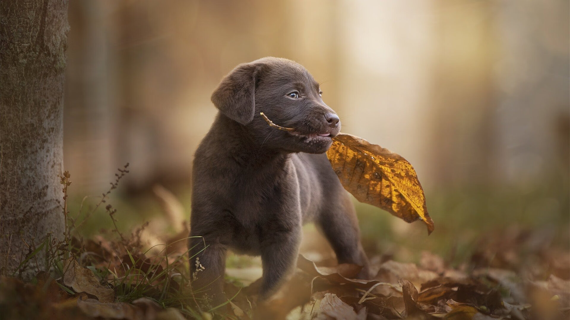 雷火电竞app-西决生死战夜，拉亚，攻防转换的唯一心脏