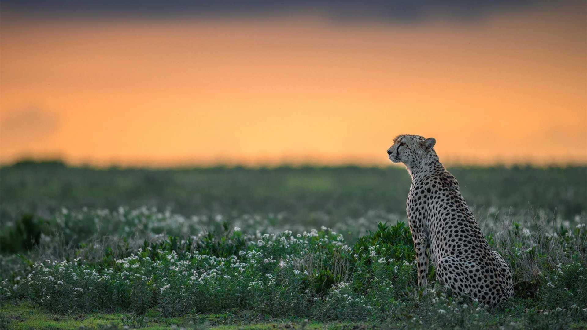 雷火电竞-库里三分风暴单节击溃公牛，勇士延续主场不败神话