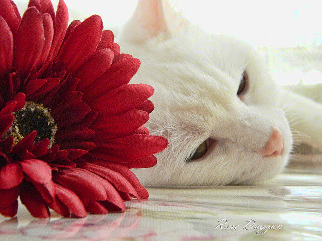 雷火电竞亚洲先驱-热刀切黄油，哥伦比亚强势拿下几内亚，卡拉斯科状态火热