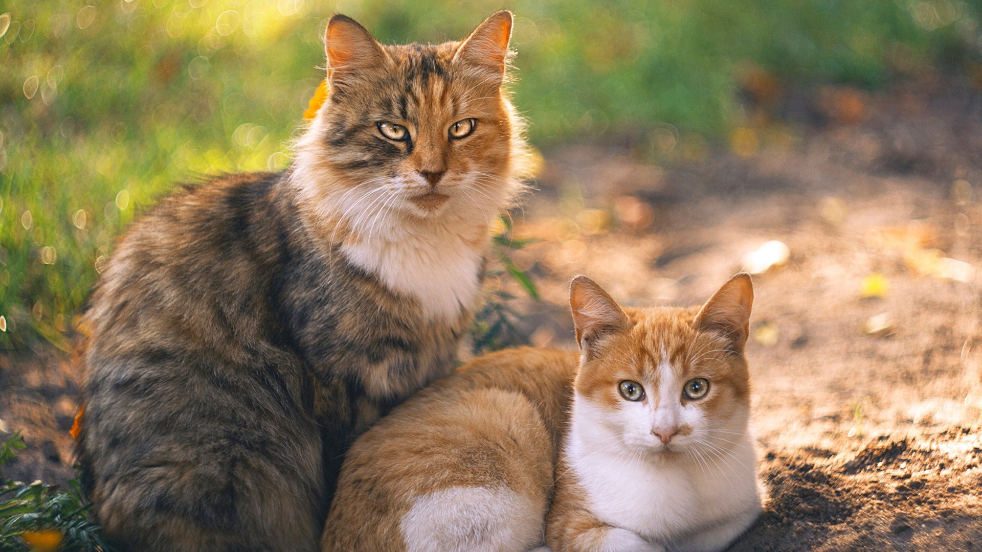 舞台的宠儿，米切尔如何在对决猛龙之夜证明越大越疯的强者定律