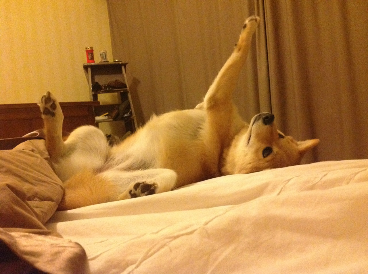 F1新赛季揭幕战焦点战，上海队全面压制黄蜂的跨界风暴