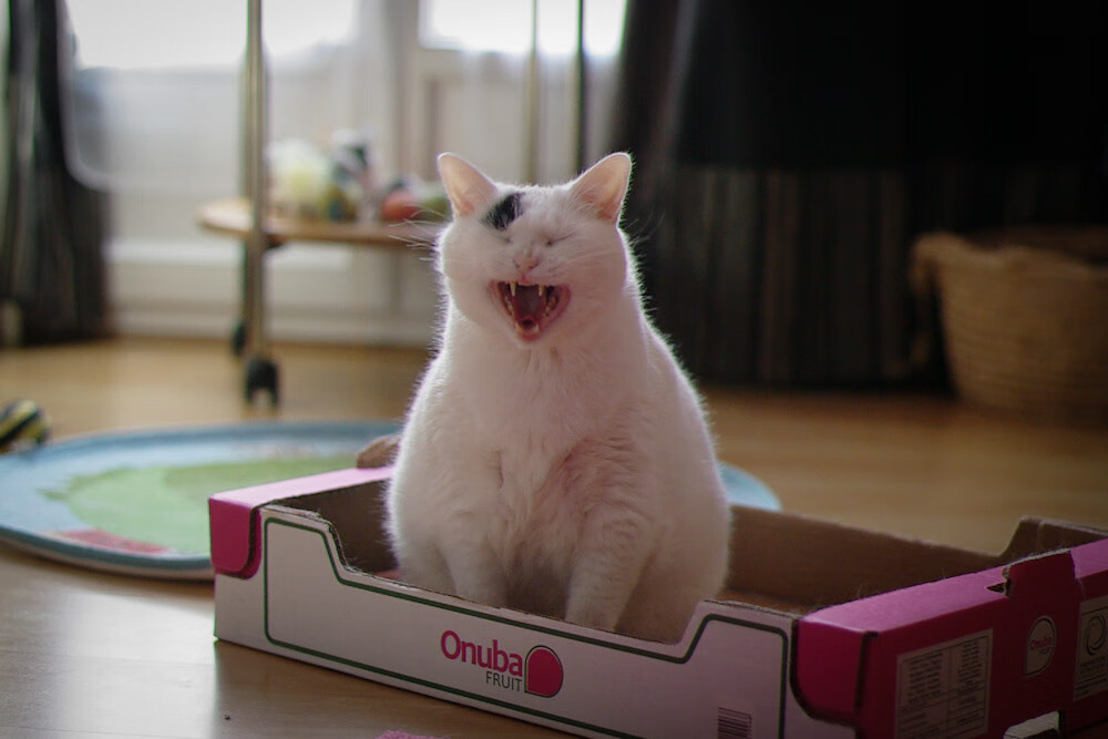 新疆飞虎强压底特律活塞的背后，是浓眉在2026世界杯接管比赛的序章